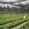 JARING PARANET 85% Import LEBAR 3 METER eceran dekorasi taman | peneduh anti UV