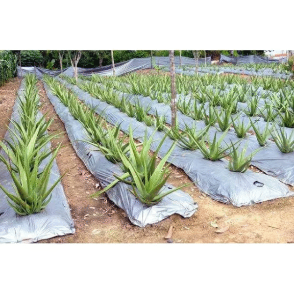 Plastik Mulsa Hitam Perak 1 Roll 10 Kg/Mulsa Pertanian Cap Kebo