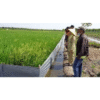 PLASTIK MULSA UNTUK PERKEBUNAN (PAKET) 10-15- 20-25-30- 50 Meter